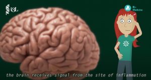 Cannabis from a Biomedicine Student's Perspective