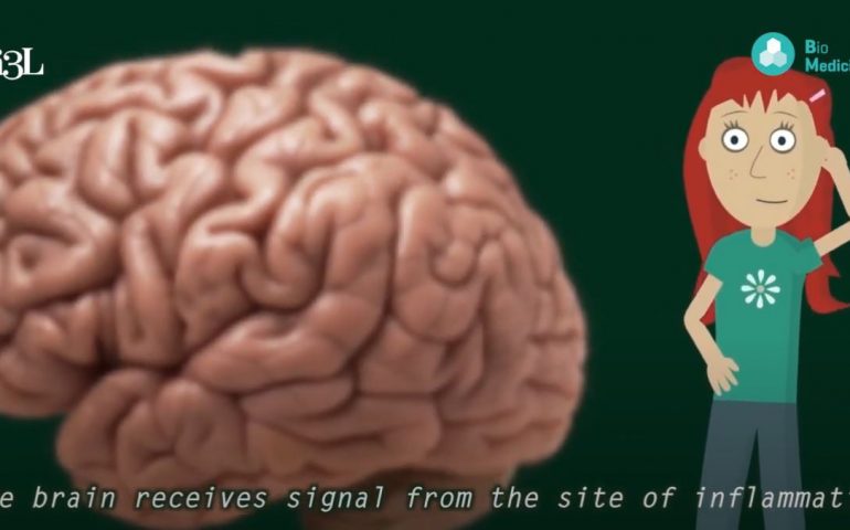 Cannabis from a Biomedicine Student's Perspective