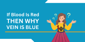 If Blood Is Red Then Why The Vein Is Blue